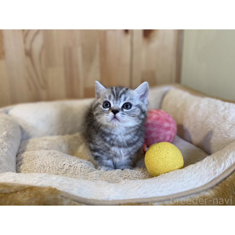 販売中の長野県のミヌエット(短足)-138450の11枚目