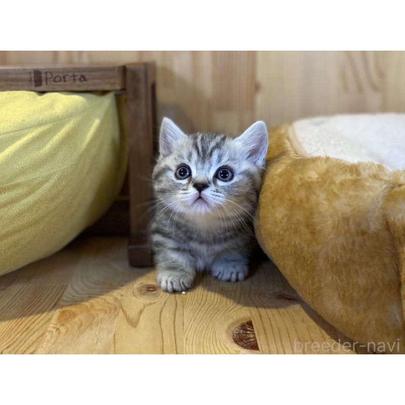 販売中の長野県のミヌエット(短足)-138450の10枚目