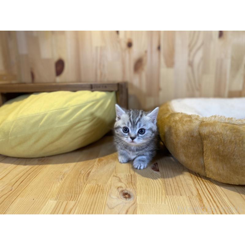 販売中の長野県のミヌエット(短足)-138450の9枚目