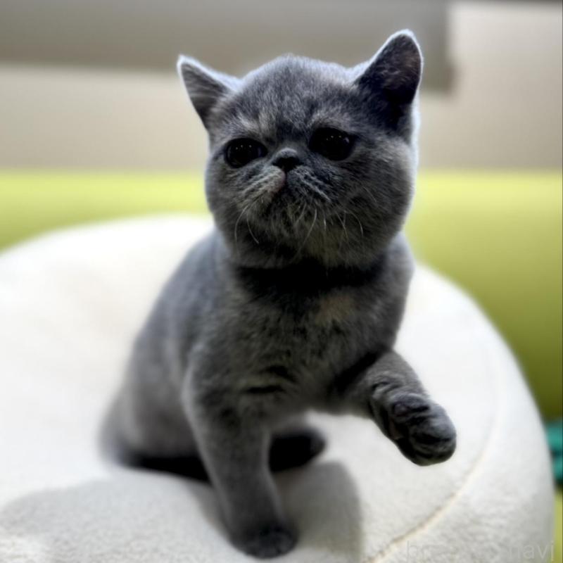 販売中の岐阜県のエキゾチックショートヘア-138451の6枚目