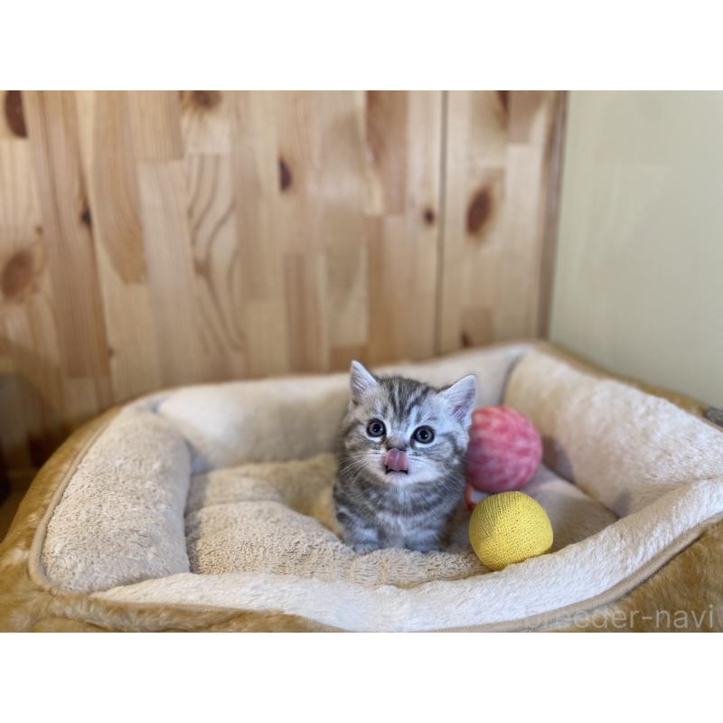 販売中の長野県のミヌエット(短足)-138450の8枚目