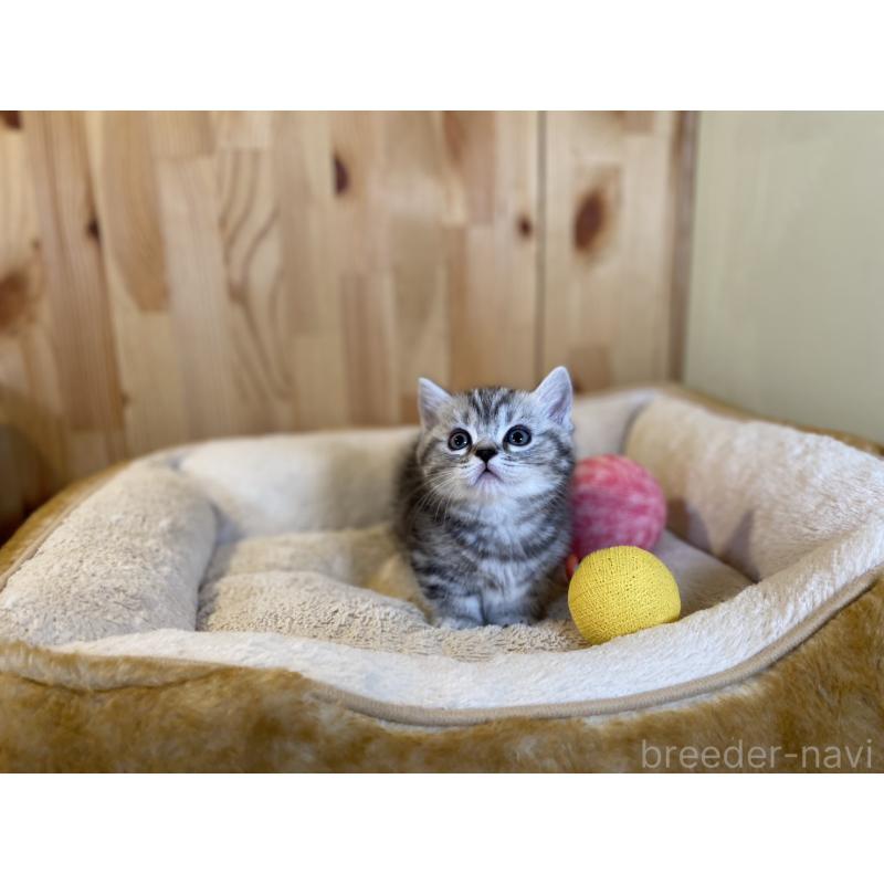 販売中の長野県のミヌエット(短足)-138450の7枚目