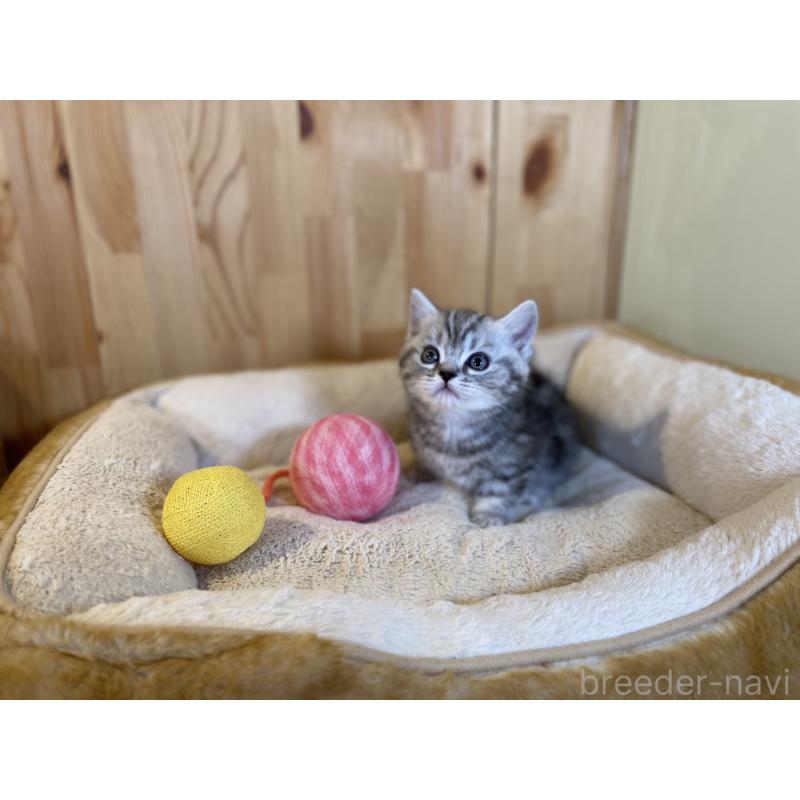 販売中の長野県のミヌエット(短足)-138450の6枚目