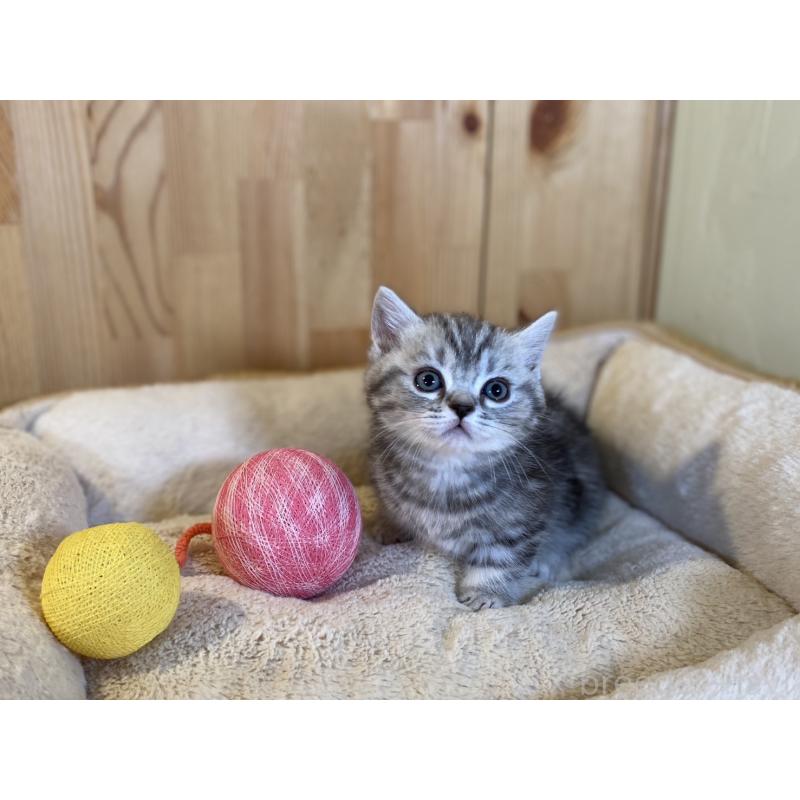 販売中の長野県のミヌエット(短足)-138450の4枚目