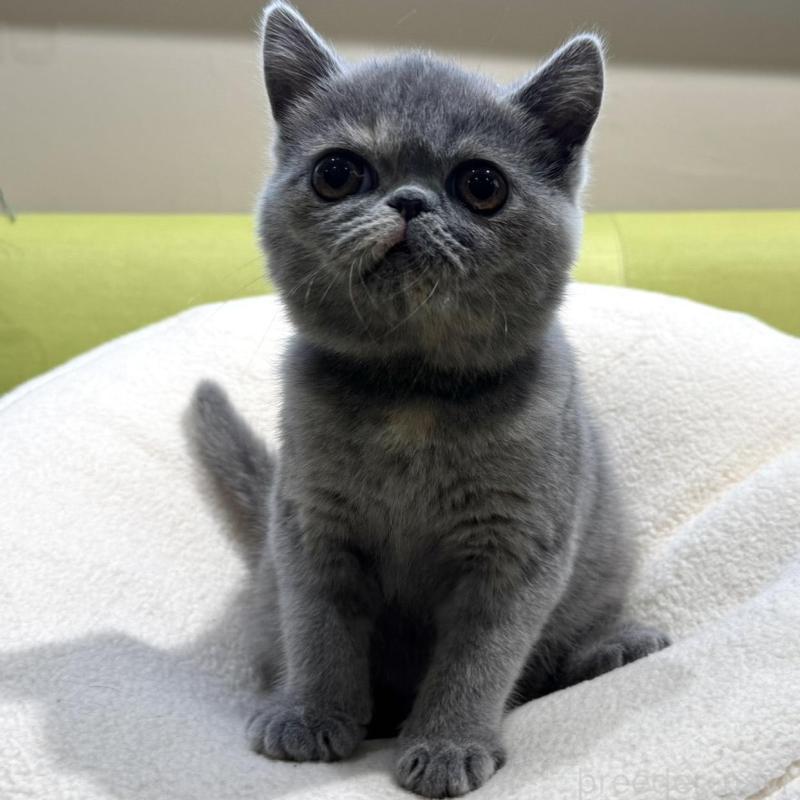 販売中の岐阜県のエキゾチックショートヘア-138451の5枚目