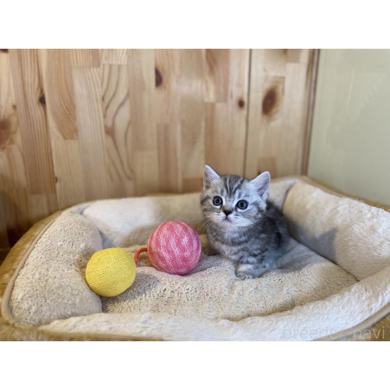 販売中の長野県のミヌエット(短足)-138450の3枚目