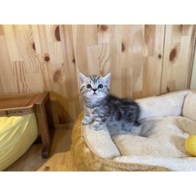 販売中の長野県のミヌエット(短足)-138450の2枚目