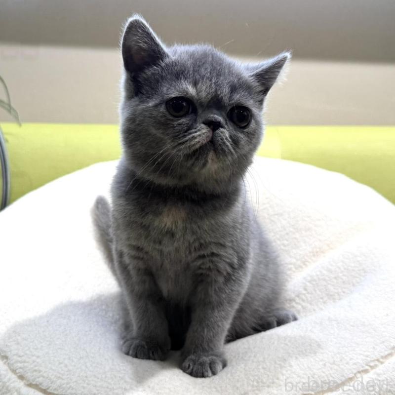 販売中の岐阜県のエキゾチックショートヘア-138451の4枚目