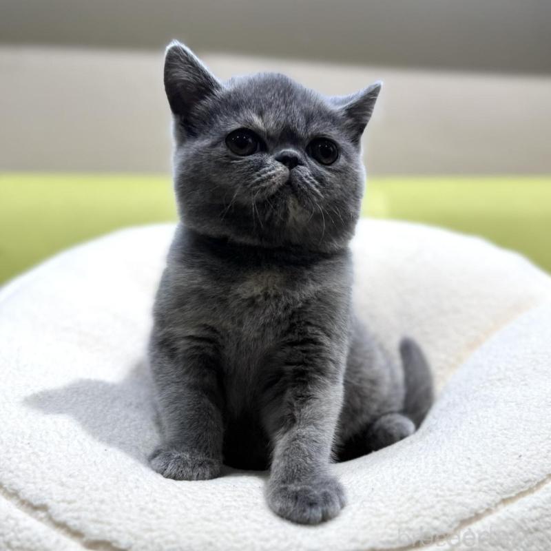 販売中の岐阜県のエキゾチックショートヘア-138451の3枚目