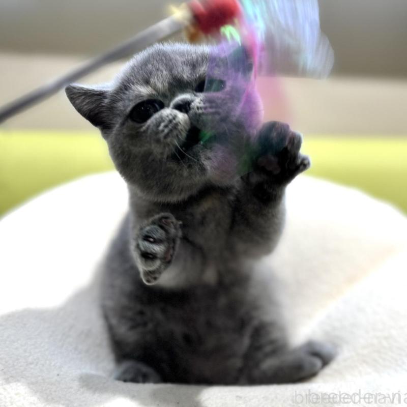 販売中の岐阜県のエキゾチックショートヘア-138451の2枚目