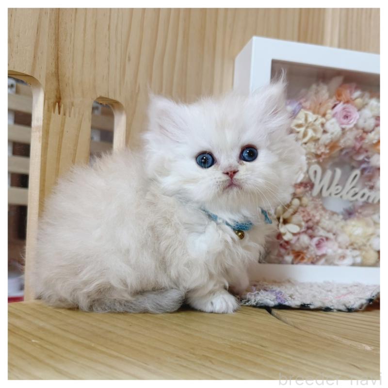 販売中の長野県のミヌエット(短足)-138453の10枚目