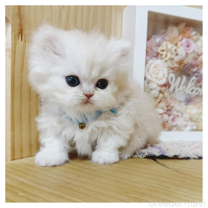 販売中の長野県のミヌエット(短足)-138453の9枚目