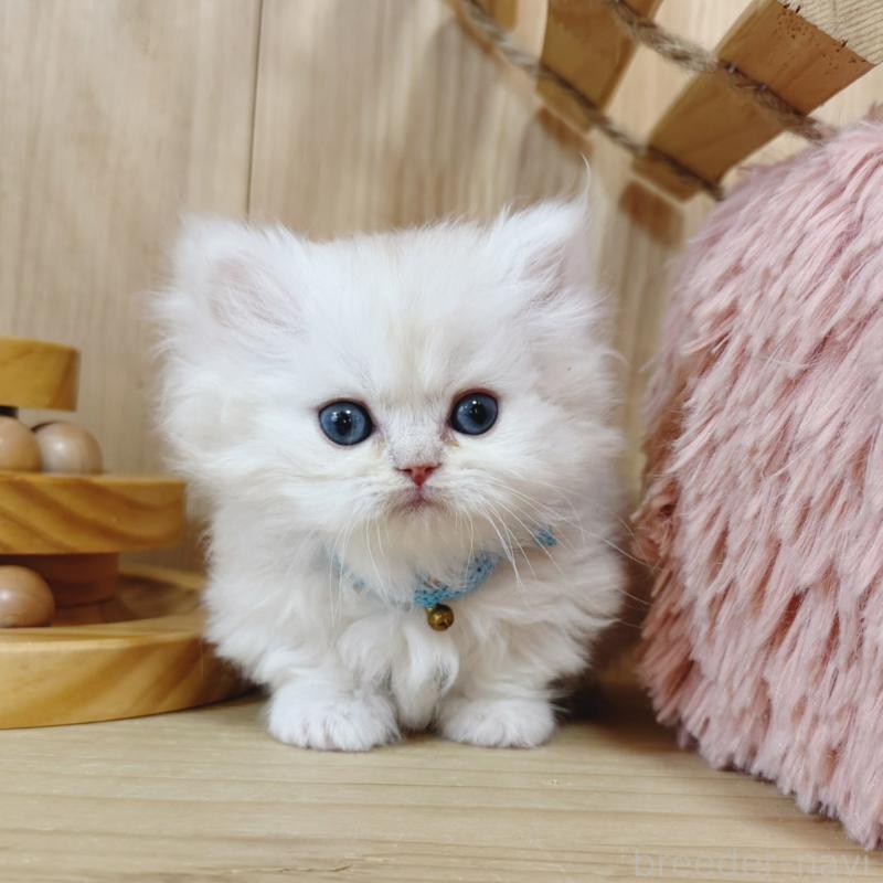 販売中の長野県のミヌエット(短足)-138453の8枚目