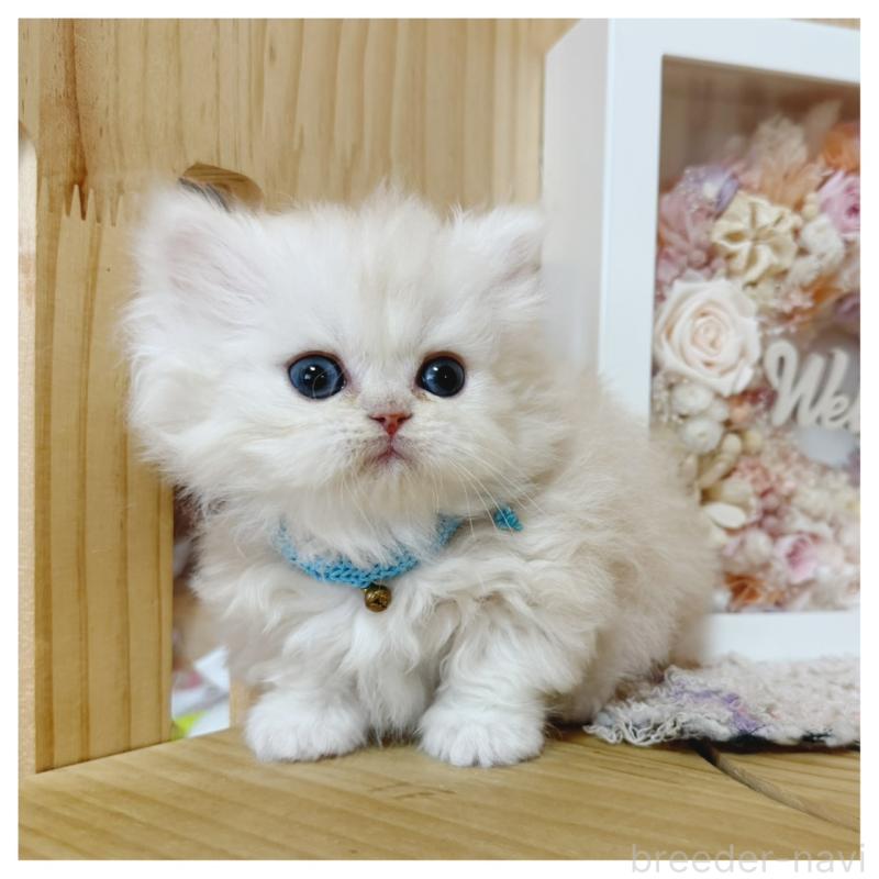 販売中の長野県のミヌエット(短足)-138453の7枚目