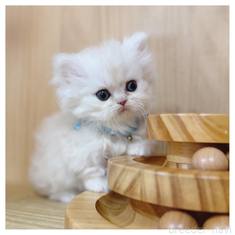 販売中の長野県のミヌエット(短足)-138453の6枚目