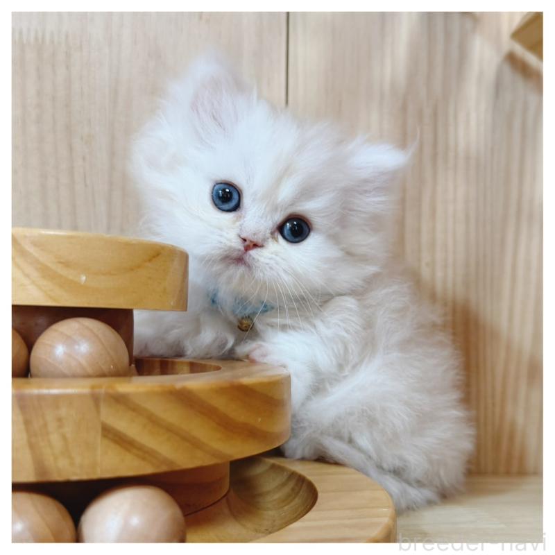 販売中の長野県のミヌエット(短足)-138453の5枚目