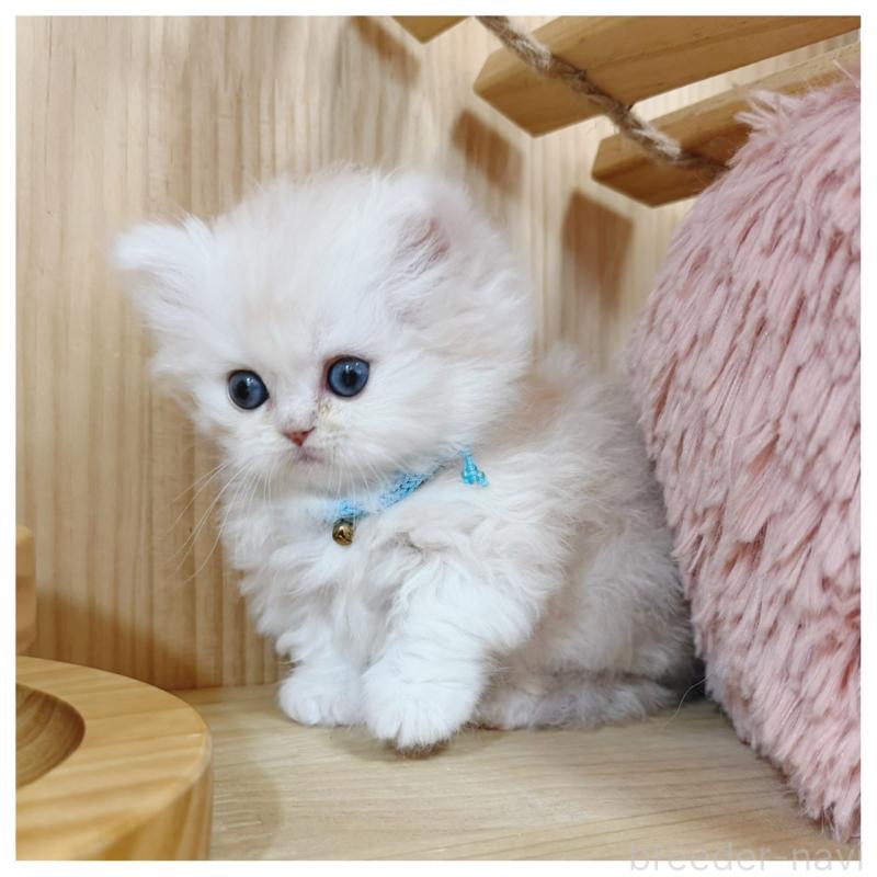 販売中の長野県のミヌエット(短足)-138453の4枚目