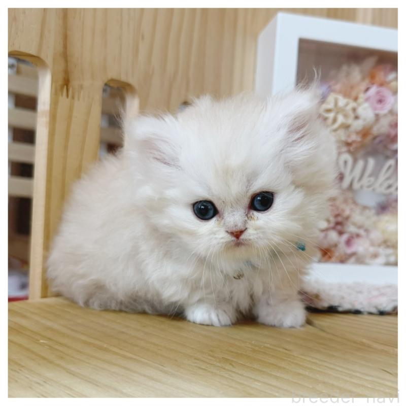 販売中の長野県のミヌエット(短足)-138453の3枚目