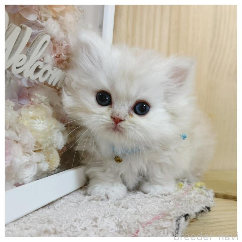 販売中の長野県のミヌエット(短足)-138453