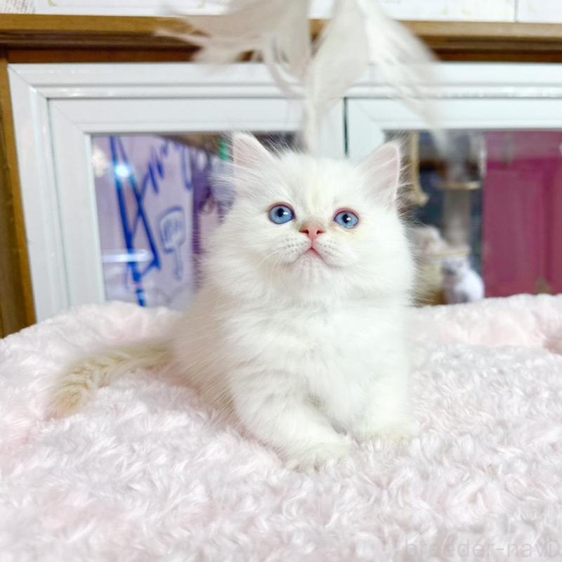 販売中の千葉県のミヌエット(短足)-138452の1枚目