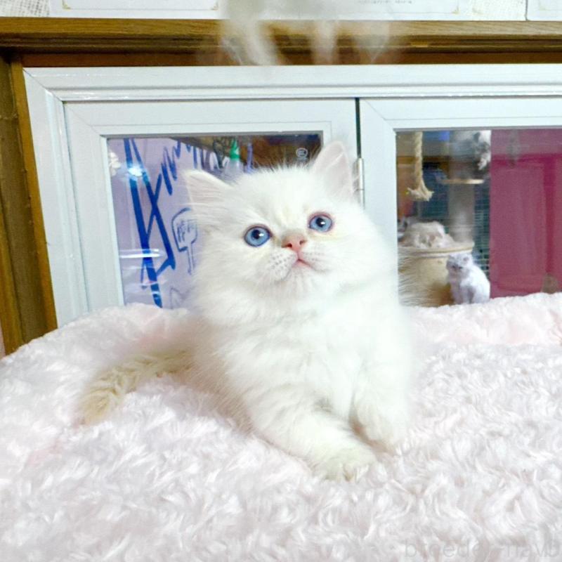 販売中の千葉県のミヌエット(短足)-138452の3枚目