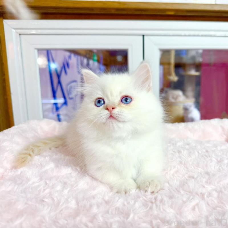 販売中の千葉県のミヌエット(短足)-138452の2枚目