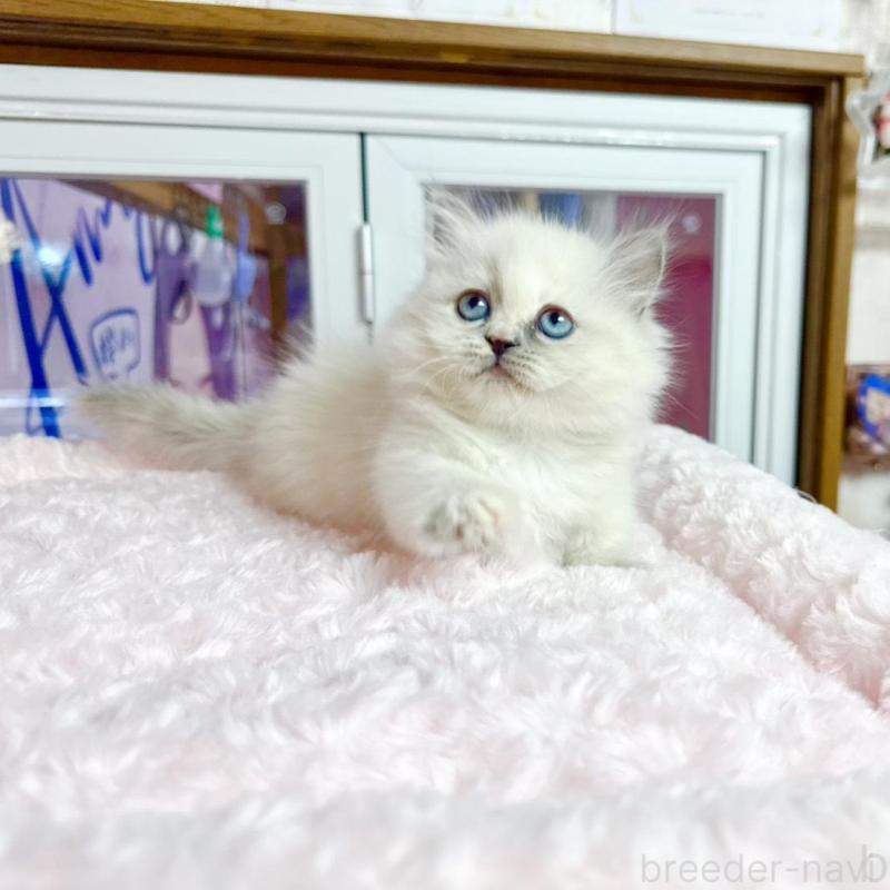 販売中の千葉県のミヌエット(短足)-138454の5枚目