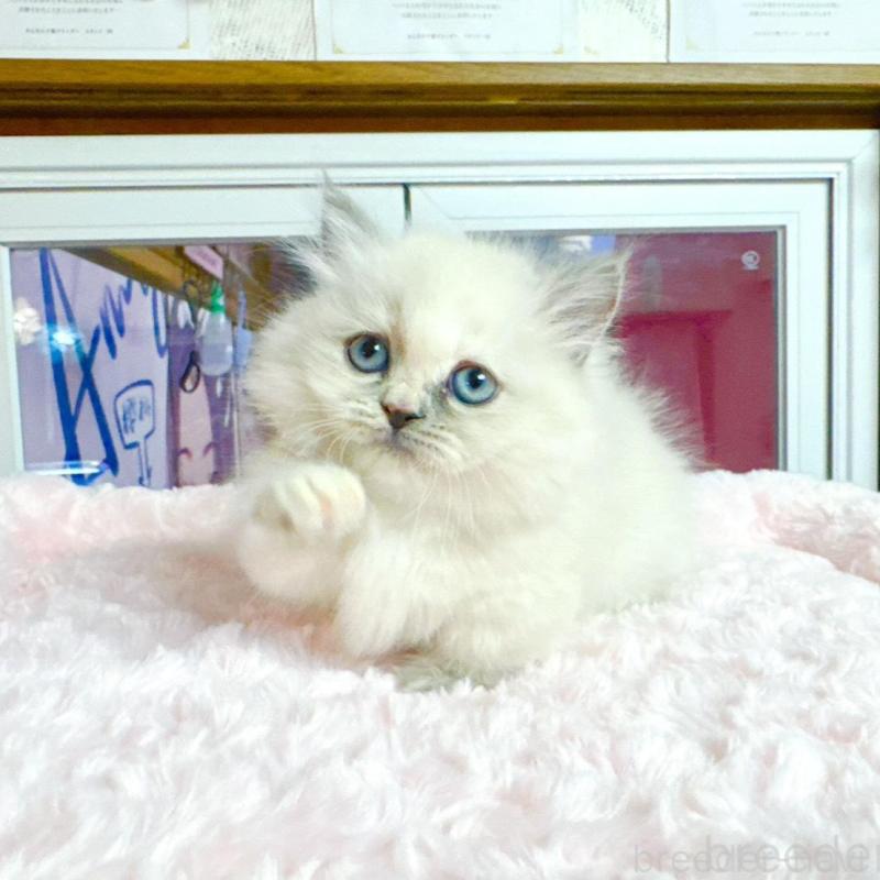 販売中の千葉県のミヌエット(短足)-138454