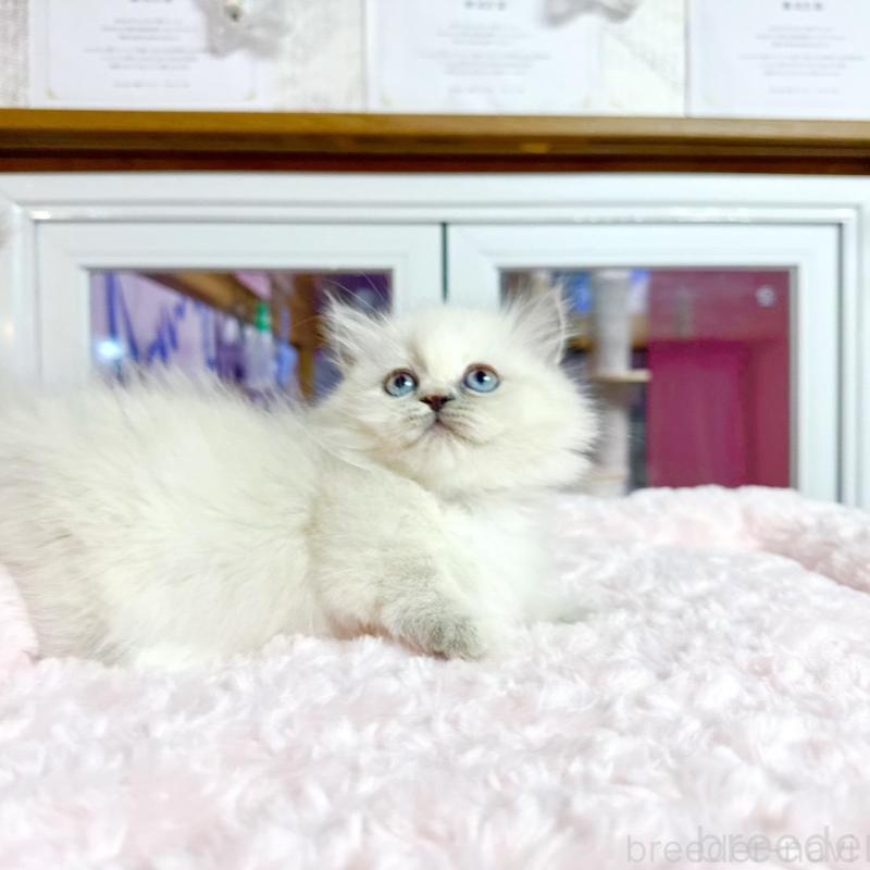 販売中の千葉県のミヌエット(短足)-138454の4枚目