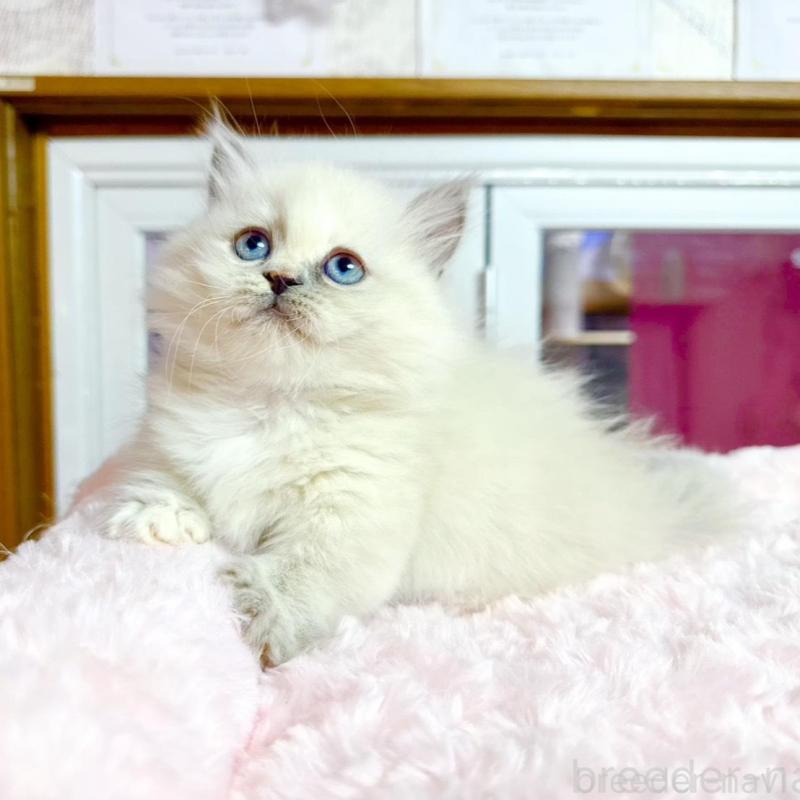 販売中の千葉県のミヌエット(短足)-138454の3枚目