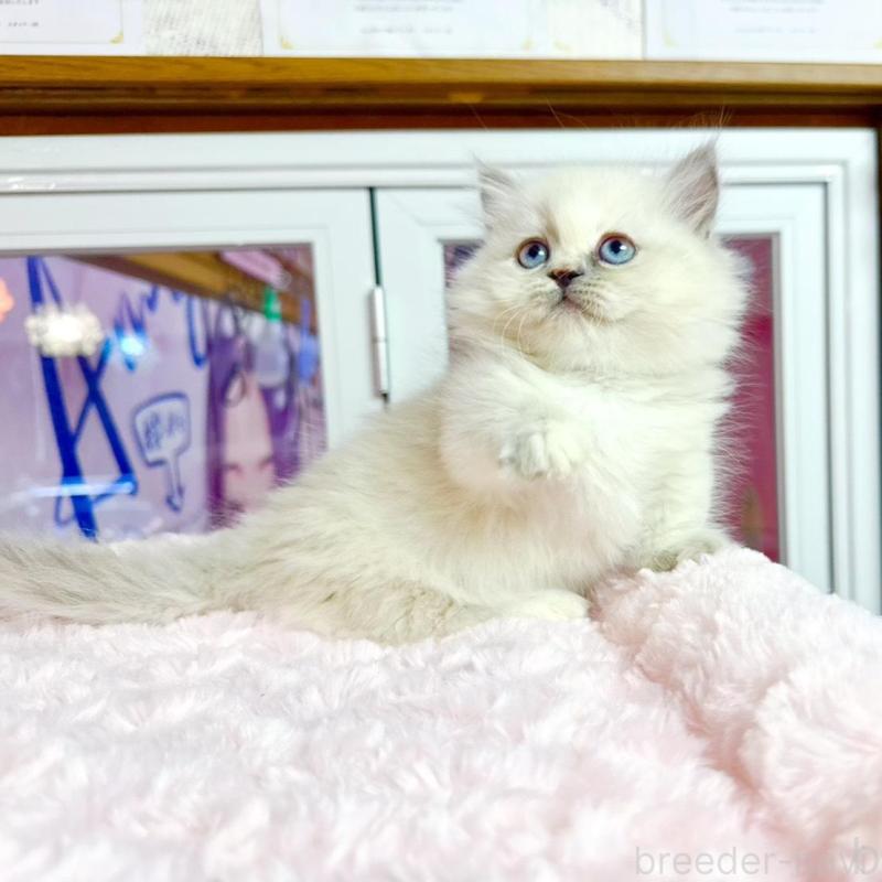 販売中の千葉県のミヌエット(短足)-138454の2枚目