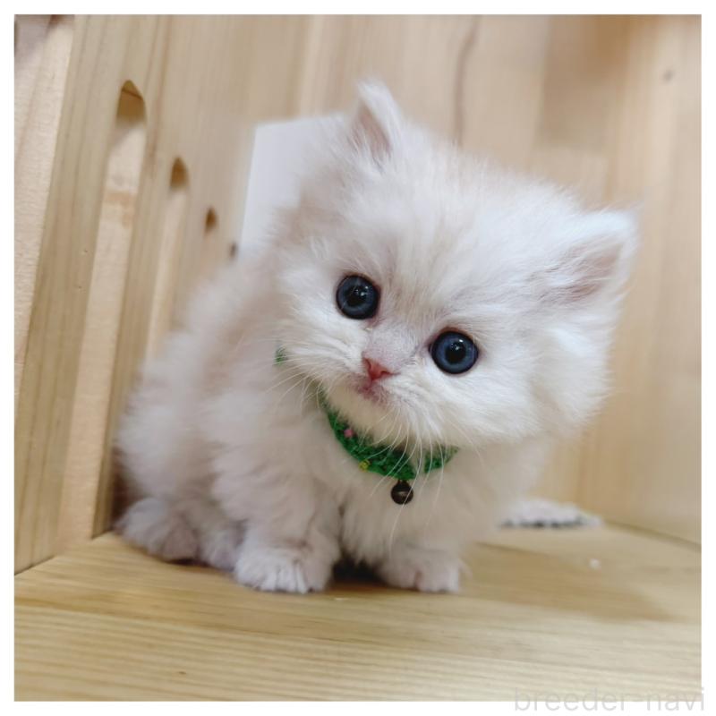 販売中の長野県のミヌエット(短足)-138455の9枚目