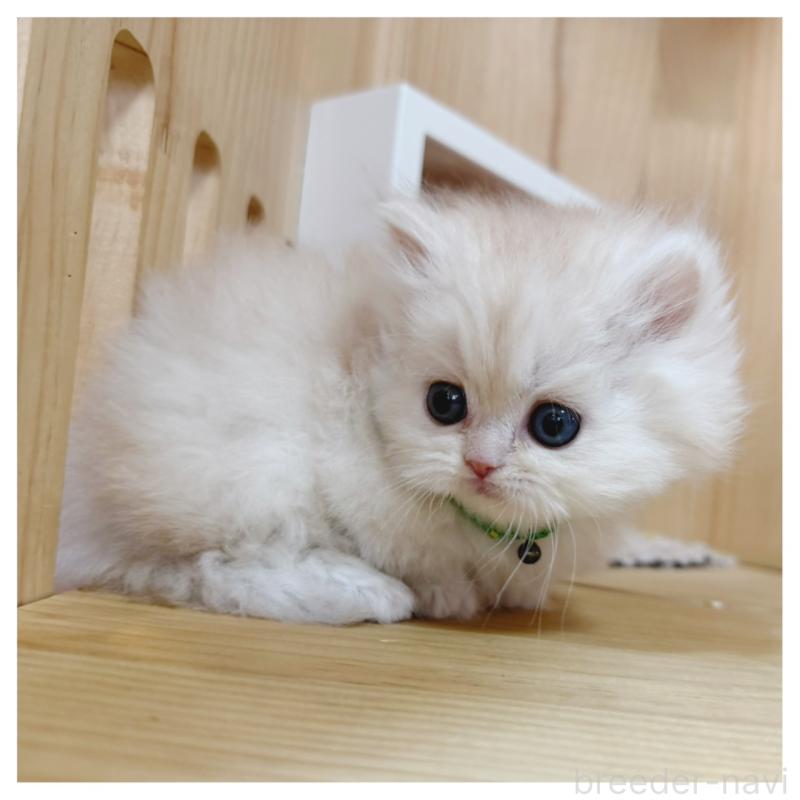 販売中の長野県のミヌエット(短足)-138455の8枚目