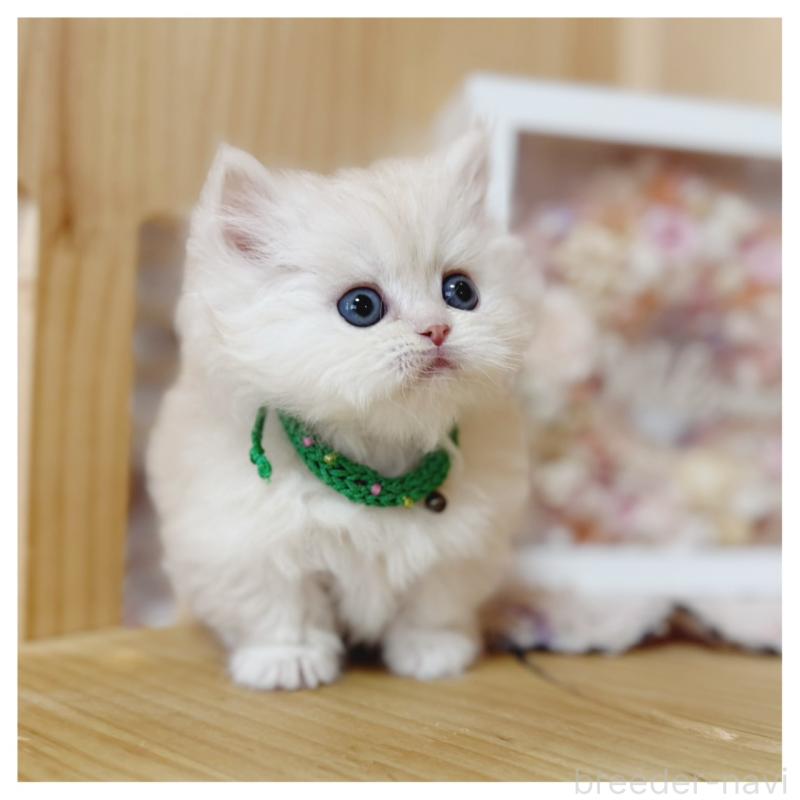 販売中の長野県のミヌエット(短足)-138455の7枚目