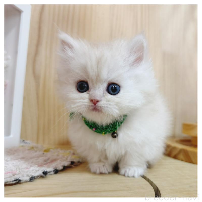 販売中の長野県のミヌエット(短足)-138455の6枚目