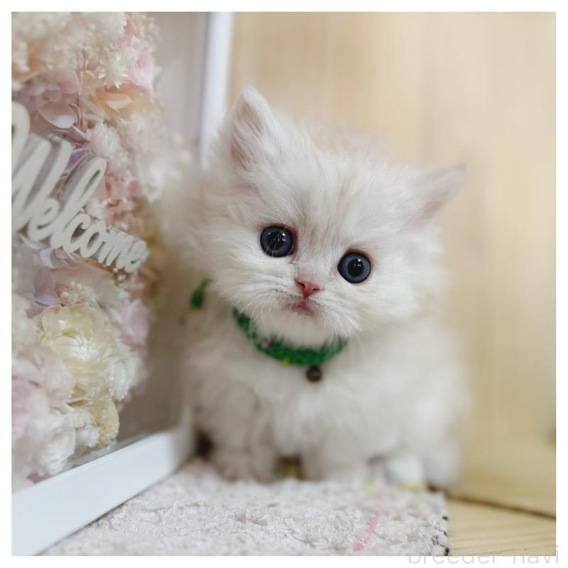 販売中の長野県のミヌエット(短足)-138455の5枚目