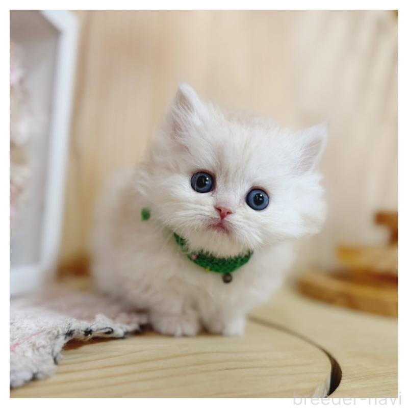 販売中の長野県のミヌエット(短足)-138455の4枚目