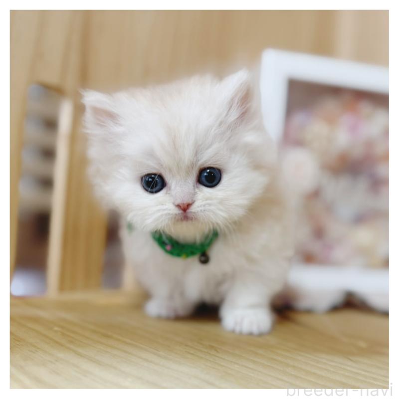 販売中の長野県のミヌエット(短足)-138455の3枚目