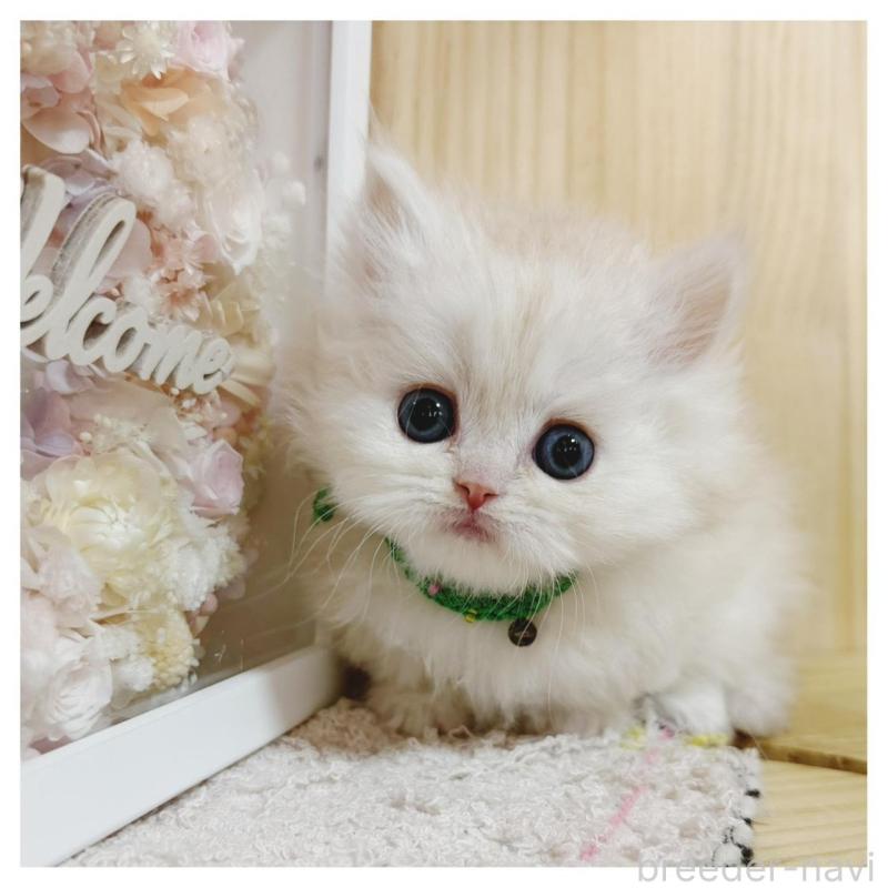 販売中の長野県のミヌエット(短足)-138455の1枚目