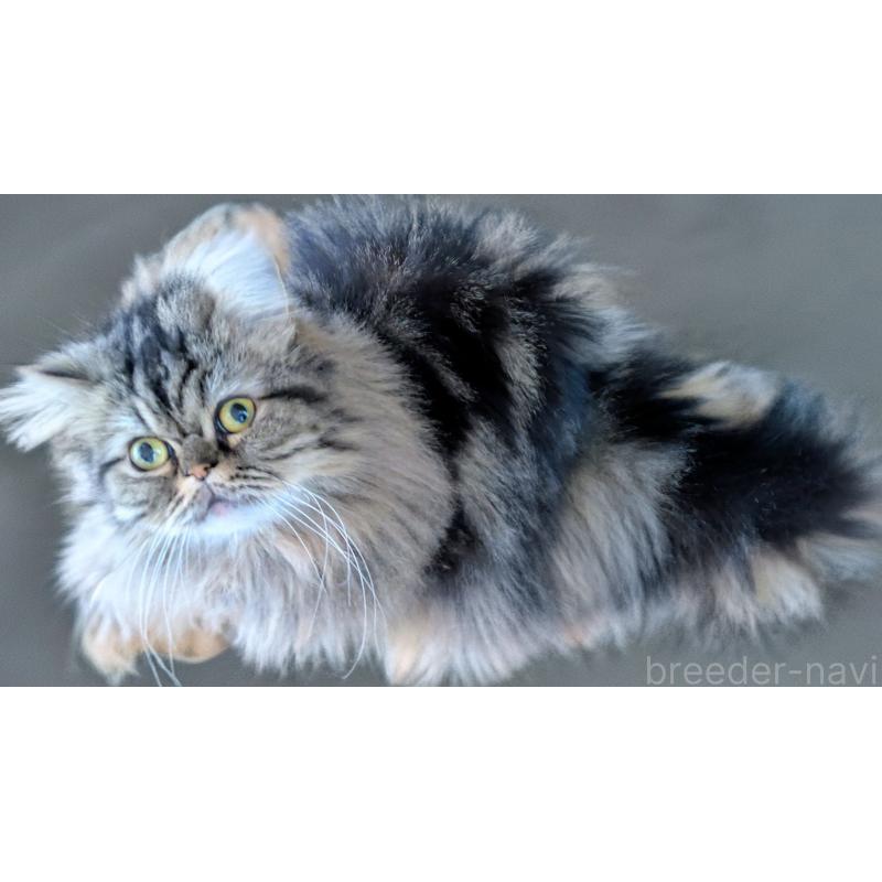 販売中の大阪府のミヌエット-81311