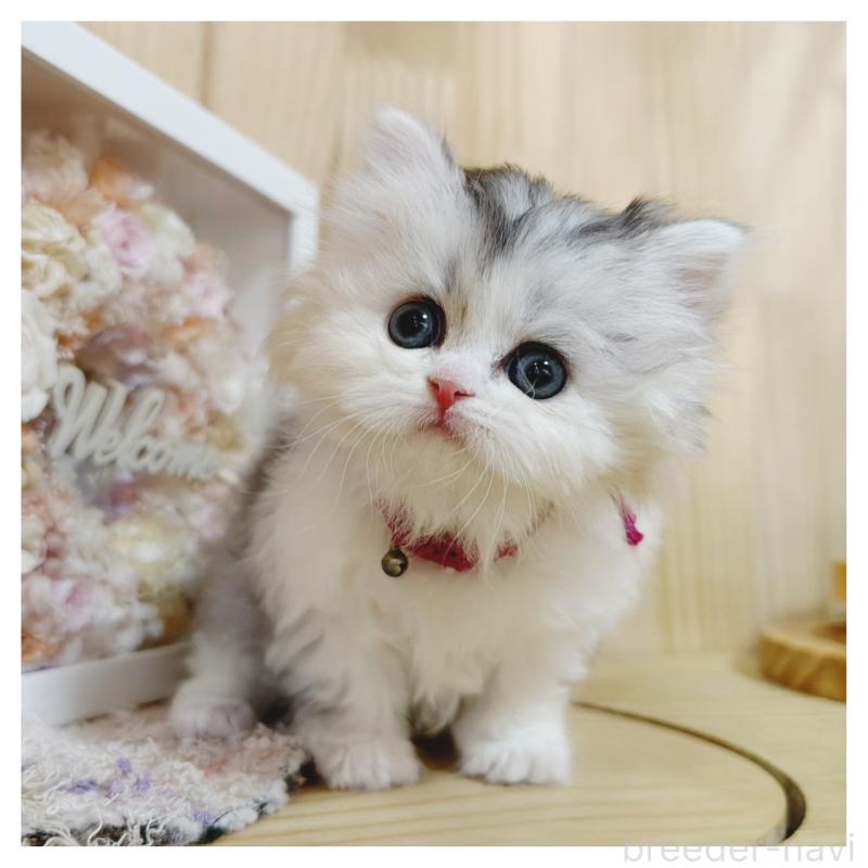 販売中の長野県のミヌエット-138456