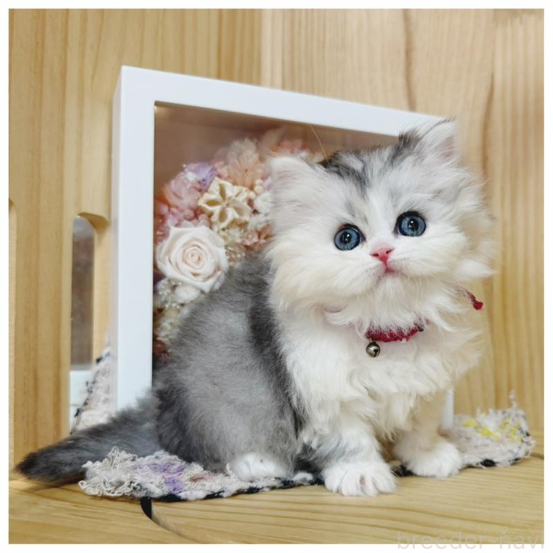 販売中の長野県のミヌエット-138456の10枚目