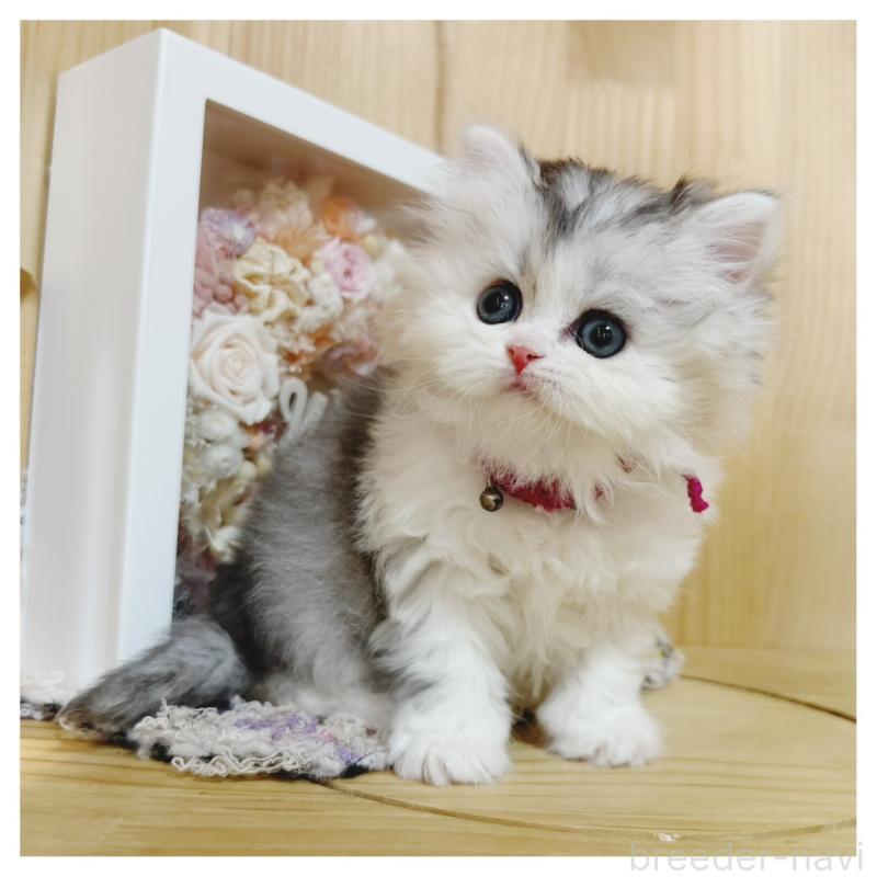 販売中の長野県のミヌエット-138456の9枚目