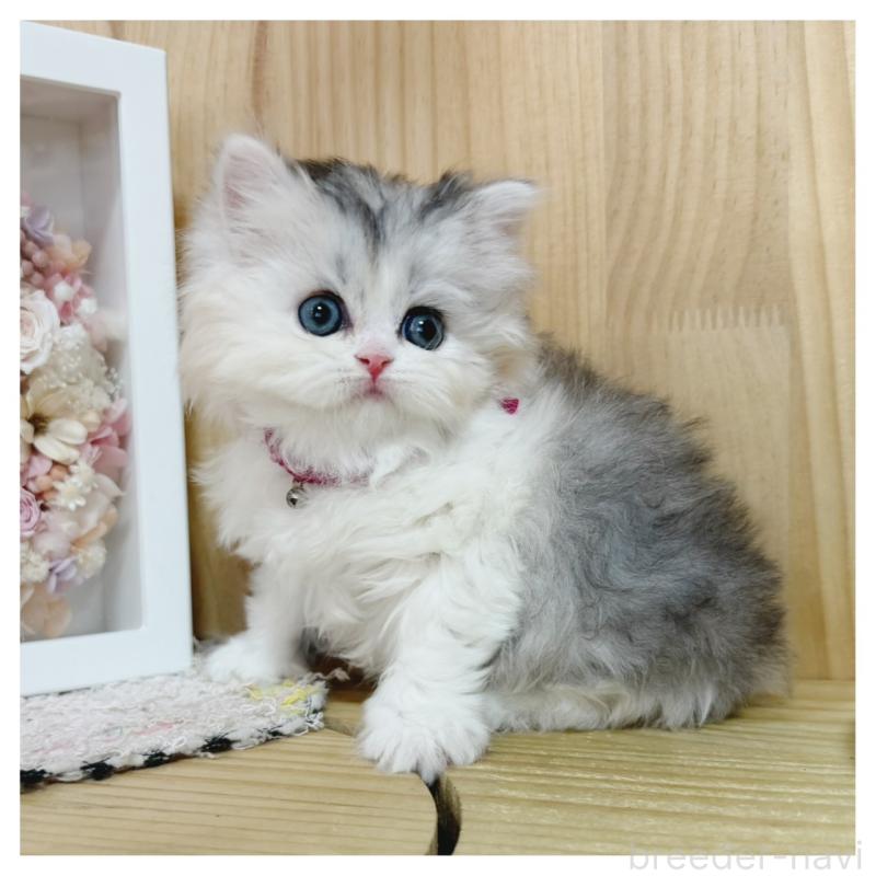 販売中の長野県のミヌエット-138456の8枚目