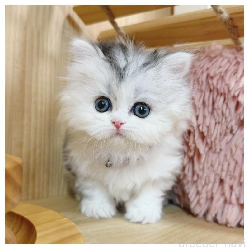 販売中の長野県のミヌエット-138456の7枚目