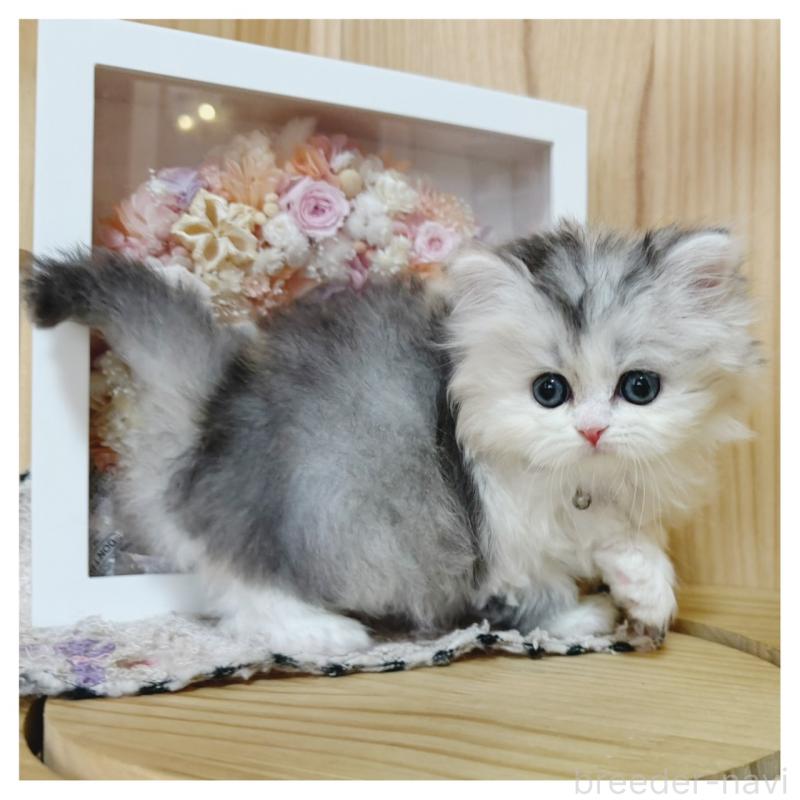 販売中の長野県のミヌエット-138456の6枚目