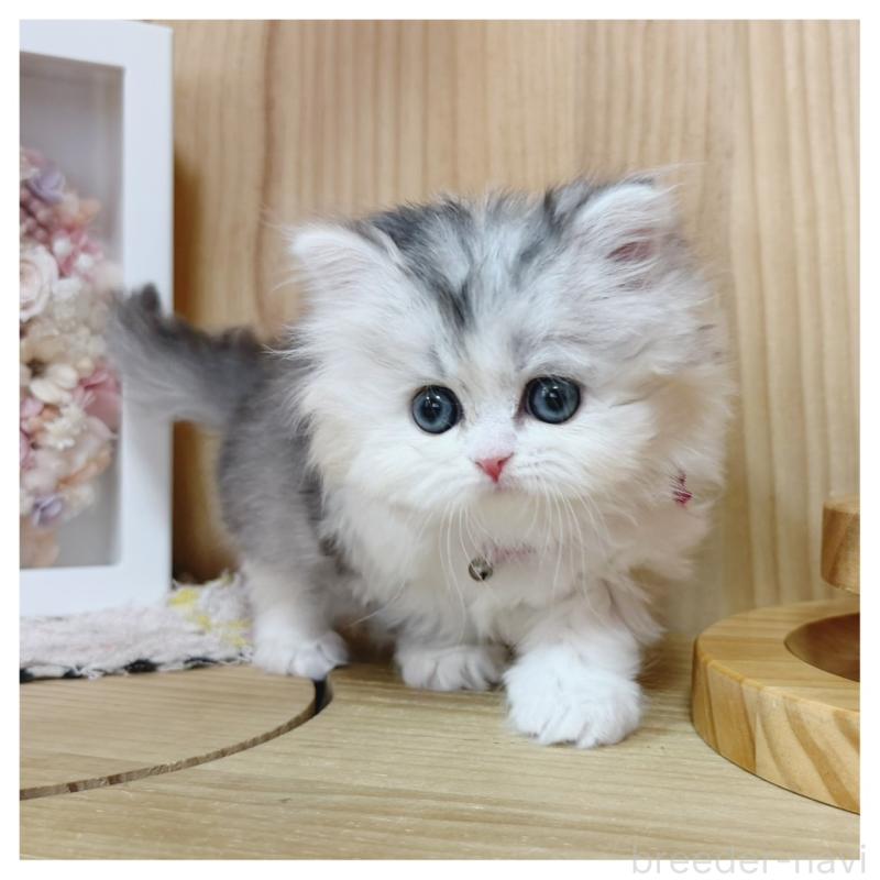 販売中の長野県のミヌエット-138456の5枚目