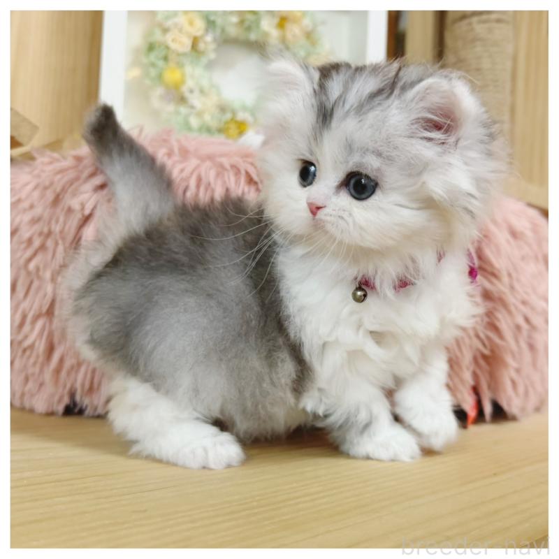 販売中の長野県のミヌエット-138456の4枚目