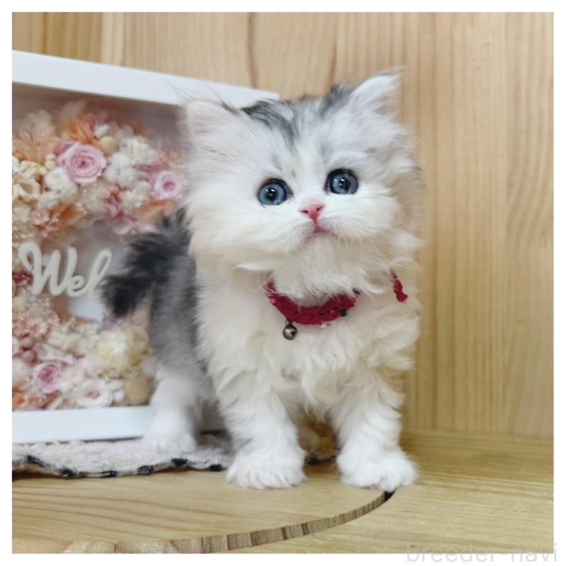 販売中の長野県のミヌエット-138456の3枚目