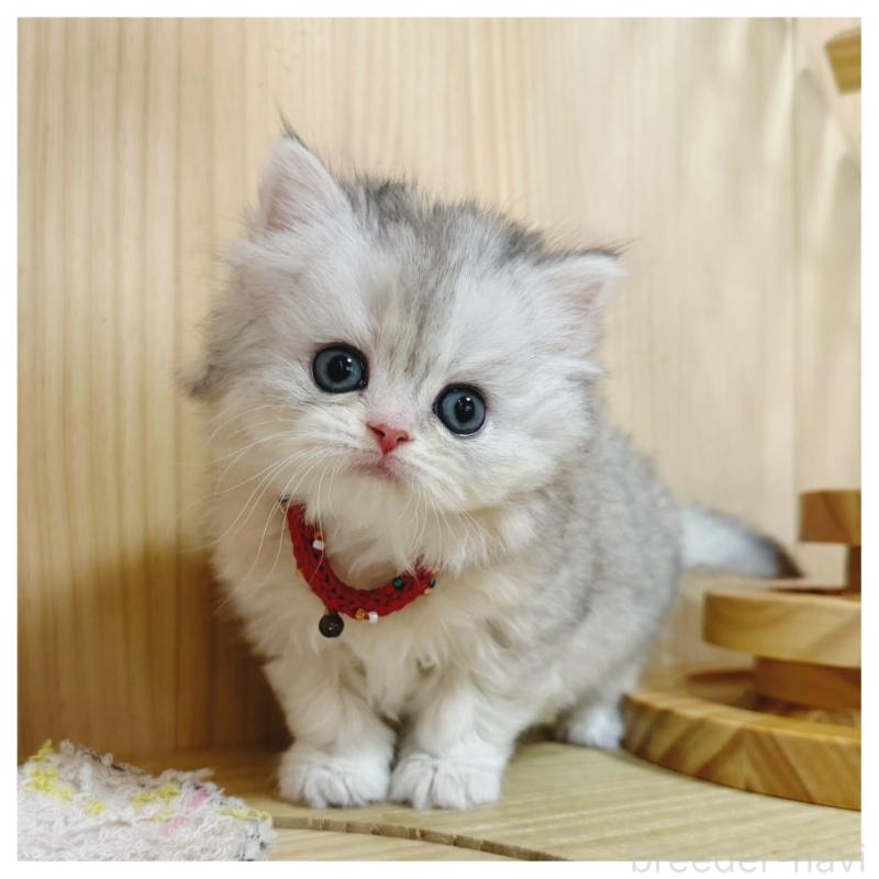 販売中の長野県のミヌエット-138457